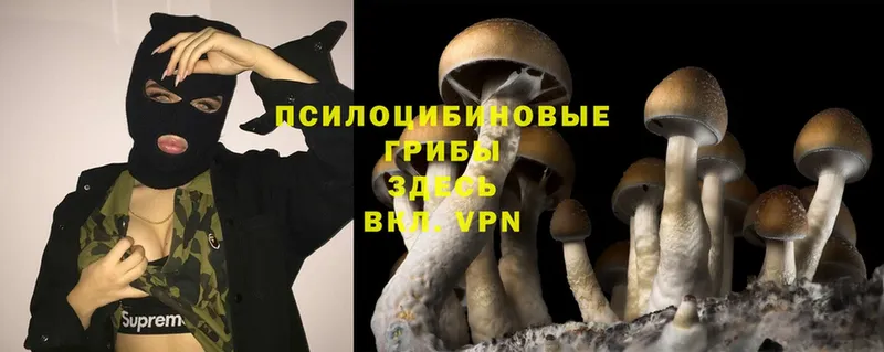 Галлюциногенные грибы Cubensis Зеленокумск